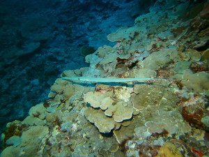 Trumpet fish, Yap Micronesia