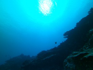 Yap Island Cabbage Patch Dive Site, Micronesia