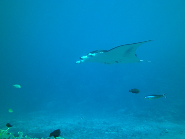 Giant Manta Ray close up in Yap Micronesia