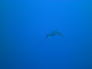 Spotted Eagle Ray, Yap Micronesia