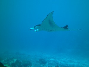 Giant Manta Ray flyby in Yap Micronesia