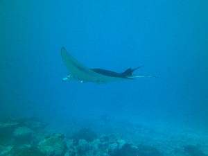 Giant Manta Ray flyby in Yap Micronesia