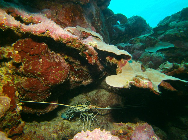 Reef Lobster, Yap Micronesia