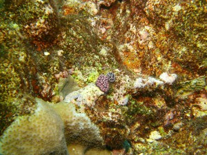 Nudibranch Yap Micronesia