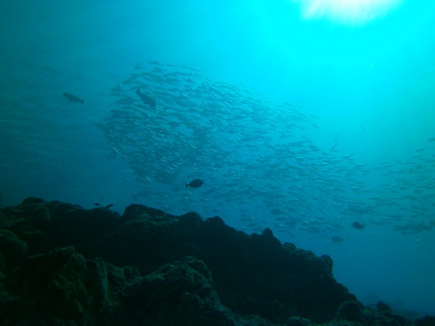 Giant school of jacks in M'il Channel with Yap Divers Micronesia