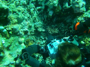 Photographing a Crocodile fish laying on a reef in Yap Micronesia