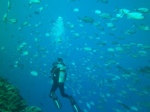 School of jacks passing divers in Micronesia with Manta Ray Bay Resort