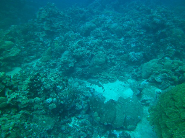 White tip reef shark, Gapow Reef Yap Micronesia