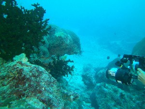 Anke Rorbach photographing two leaf fish in Yap Micronesia with Yap Divers