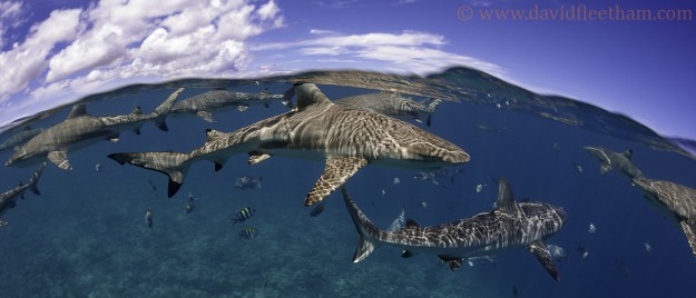 REEF SHARKS AT THE SURFACE, YAP, MICRONESIA.