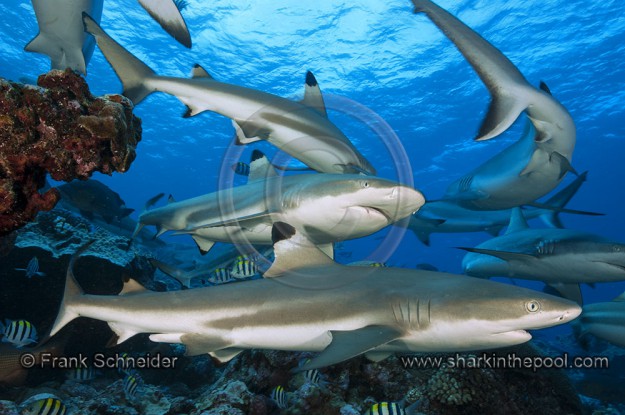 Yap Reef Sharks diving with Yap Divers