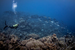 Diving Micronesia