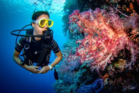 Diving Palau