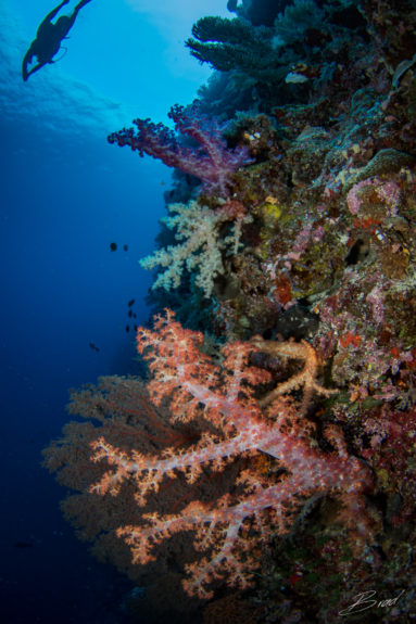 Diving Palau