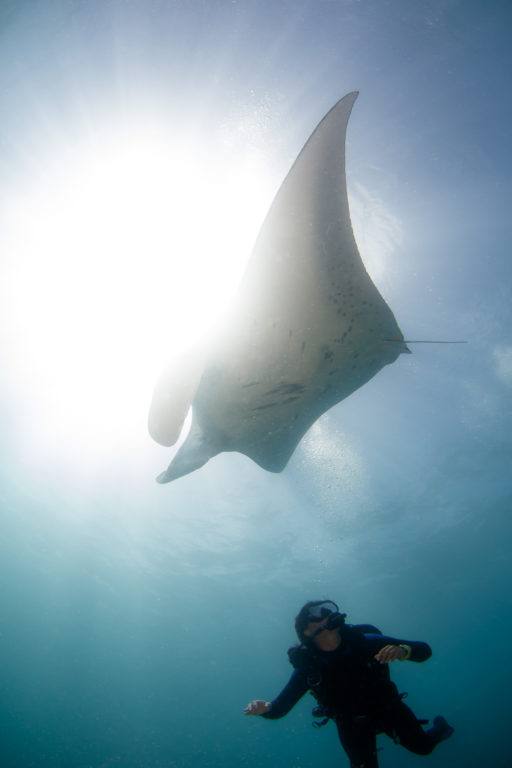 Manta Ray Diving Micronesia