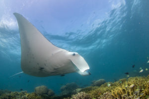 Yap Manta Ray Diving Micronesia