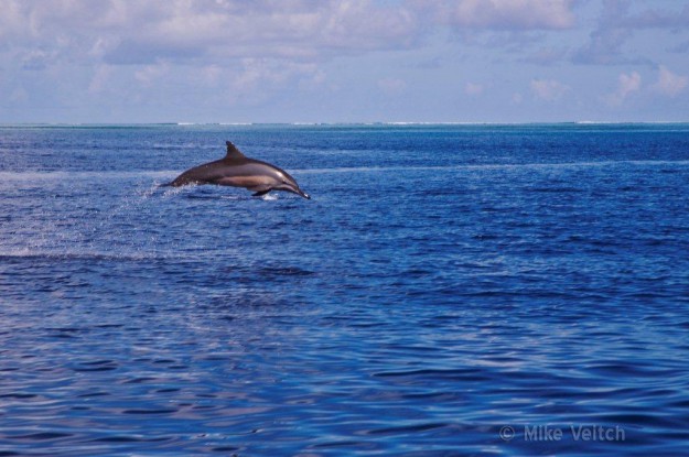 Yap Spinner Dolphin Jumping from Yap Divers Boat