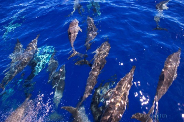 Yap spinner dolphins swimming with Yap Divers boat