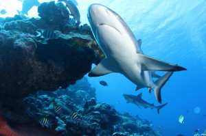 Yap Shark Encounter Dive at Vertigo with Yap Divers
