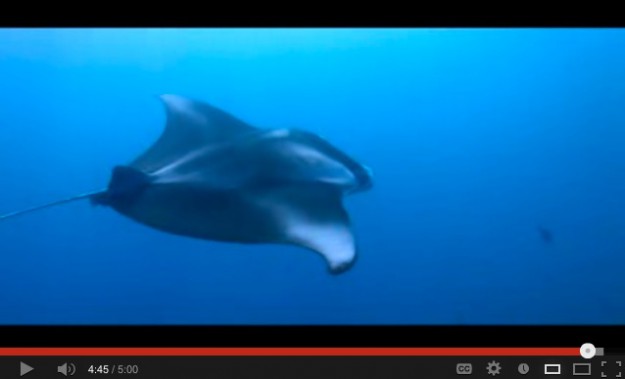 Underwater Video Blue by Oceans Below Thailand