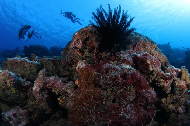 Blue Water Outer Reef Diving with Yap Divers