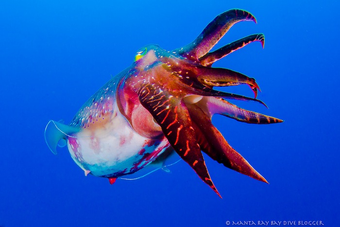 cuttlefish5