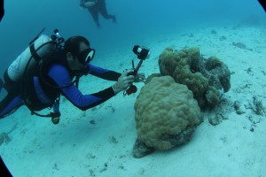 diver in yap