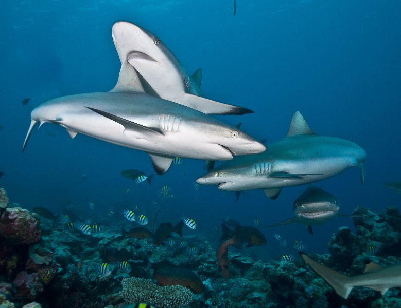 Gray Reef Sharks at Yap's Vertigo Reef