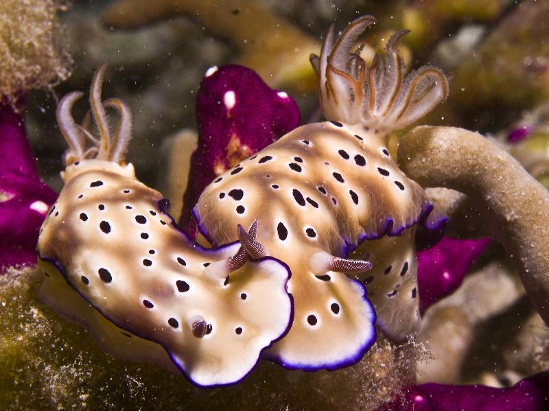 Nudibranchs, Slow & Easy Dive Ste, Yap