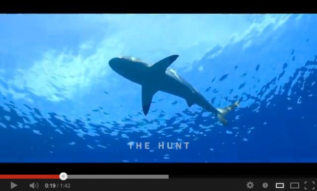 Underwater Video the Hunt by Oceans Below Thailand