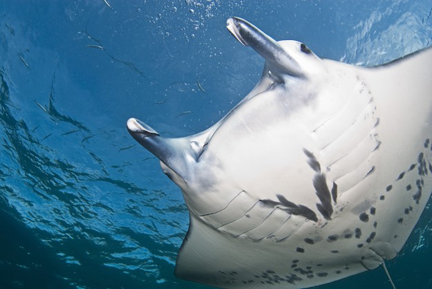 Up close giant Manta with Yap Divers in Micronesia