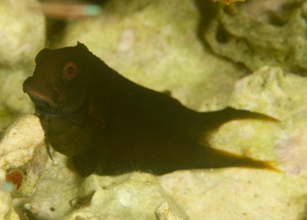 Yap Mystery Fish