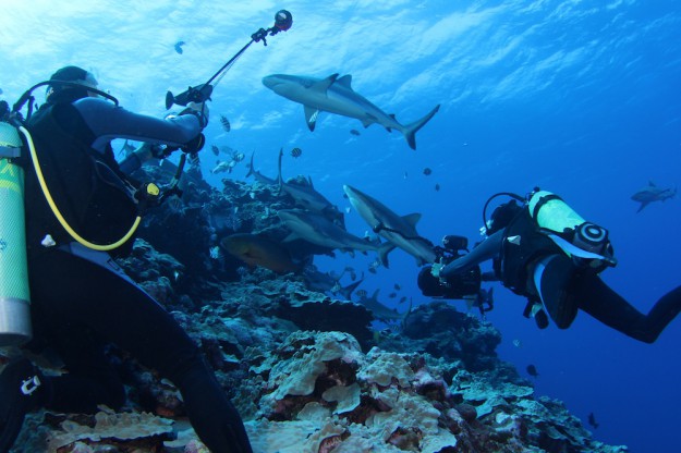 Yap Shark Photography Dive with Yap Divers