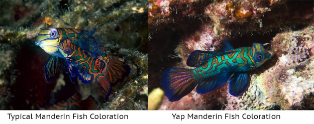 unique yap manderin fish coloration