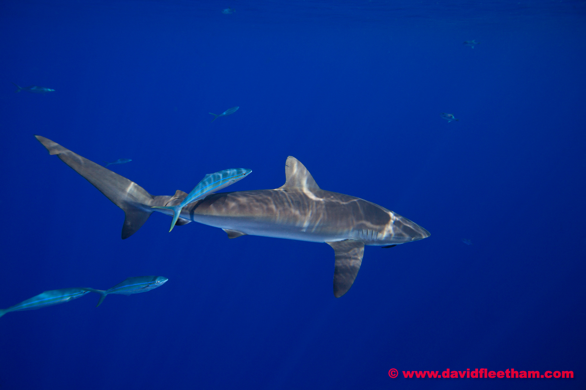 Women's Tropical Hammerhead Shark Scuba Diving UV Shirt Light Blue / L