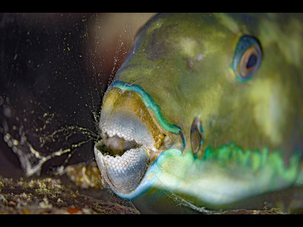 Bruce Shafer - Parrotfish Building Mucus Cocoon
