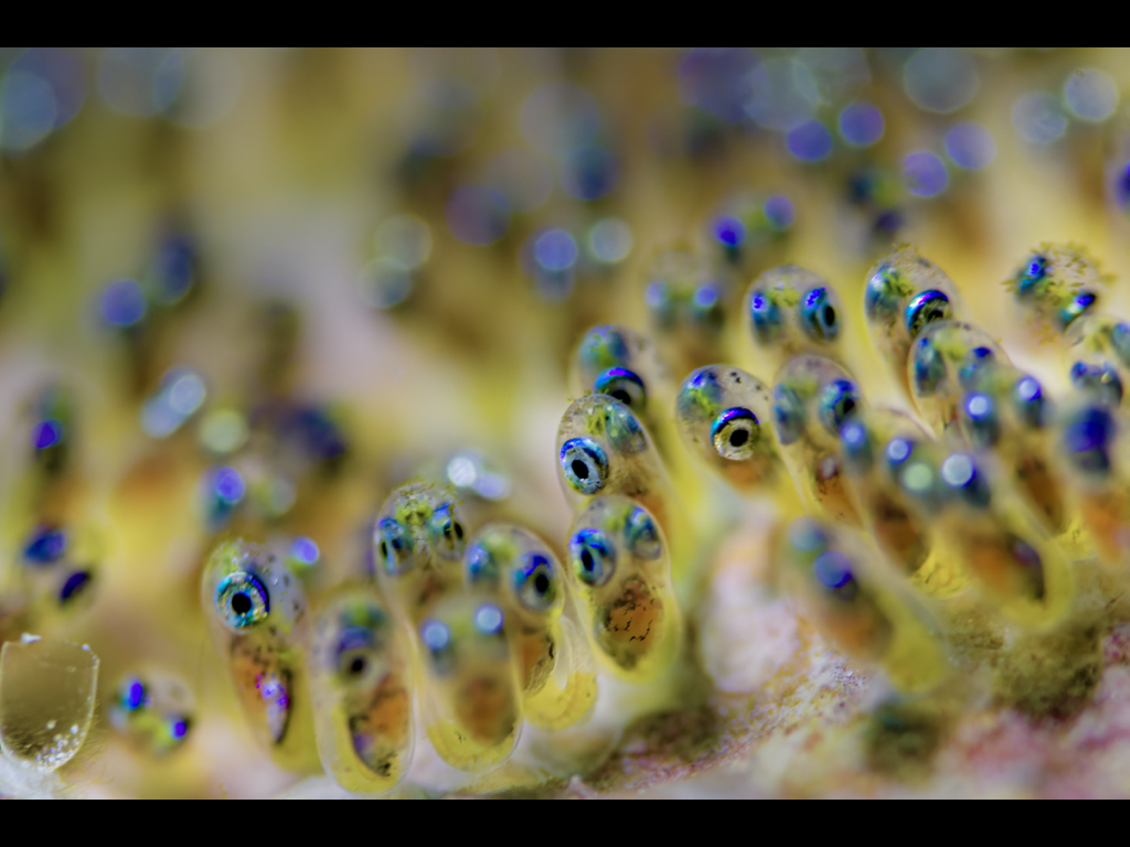 Bruce Shafer - Clownfish Eggs