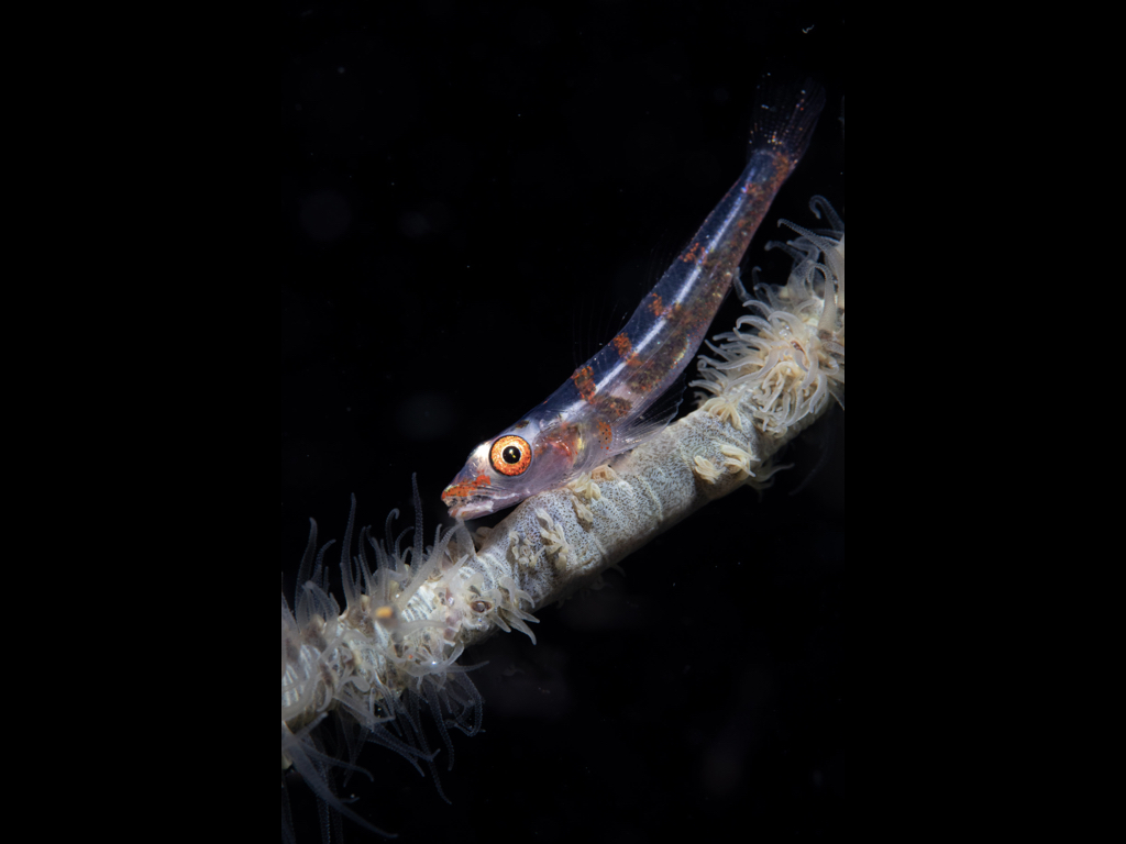 Teresa Wood - Wire Coral Goby