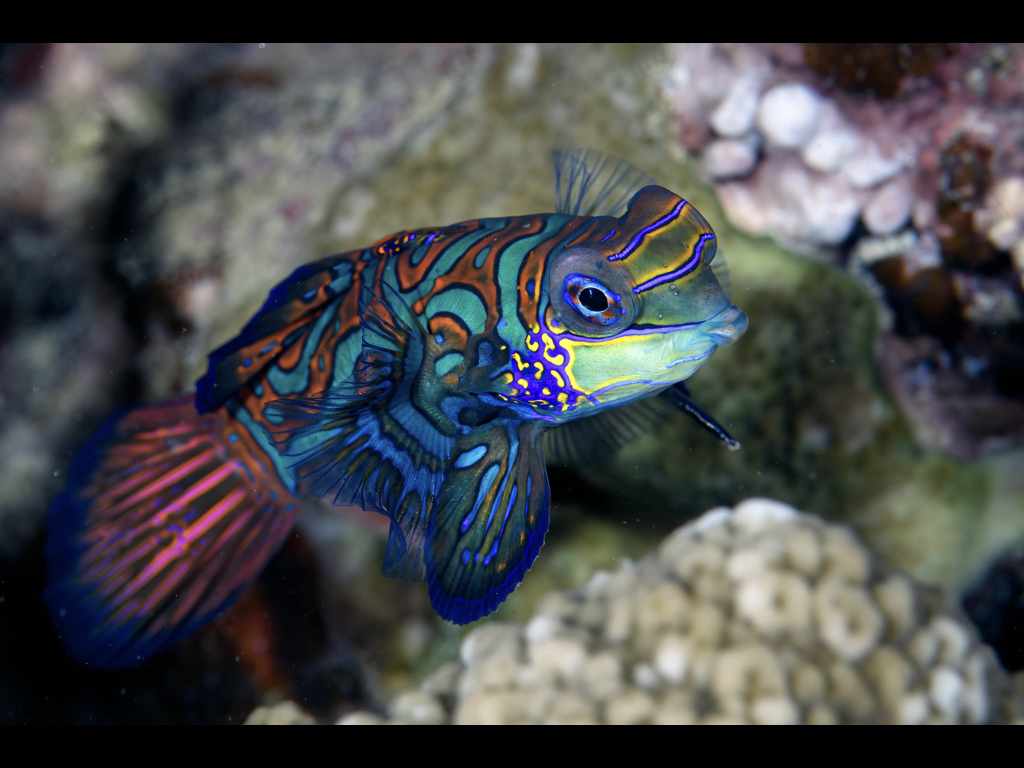 Ken Sutherland - Mandarinfish