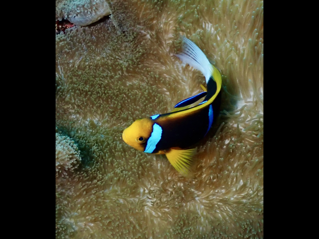 Kathleen Coyle - Cleaner and Anemonefish