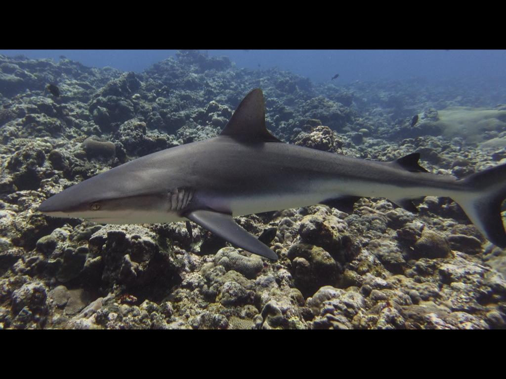 Rich McMichael - Gray Reef Shark and the reef