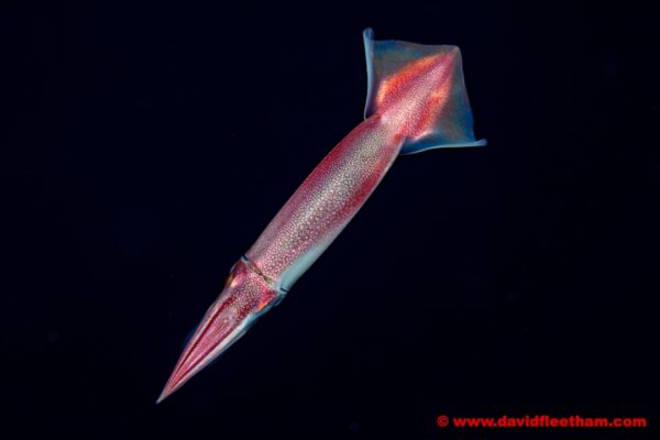JAPANESE FLYING SQUID, Todarodes pacificus, YAP, MICRONESIA.