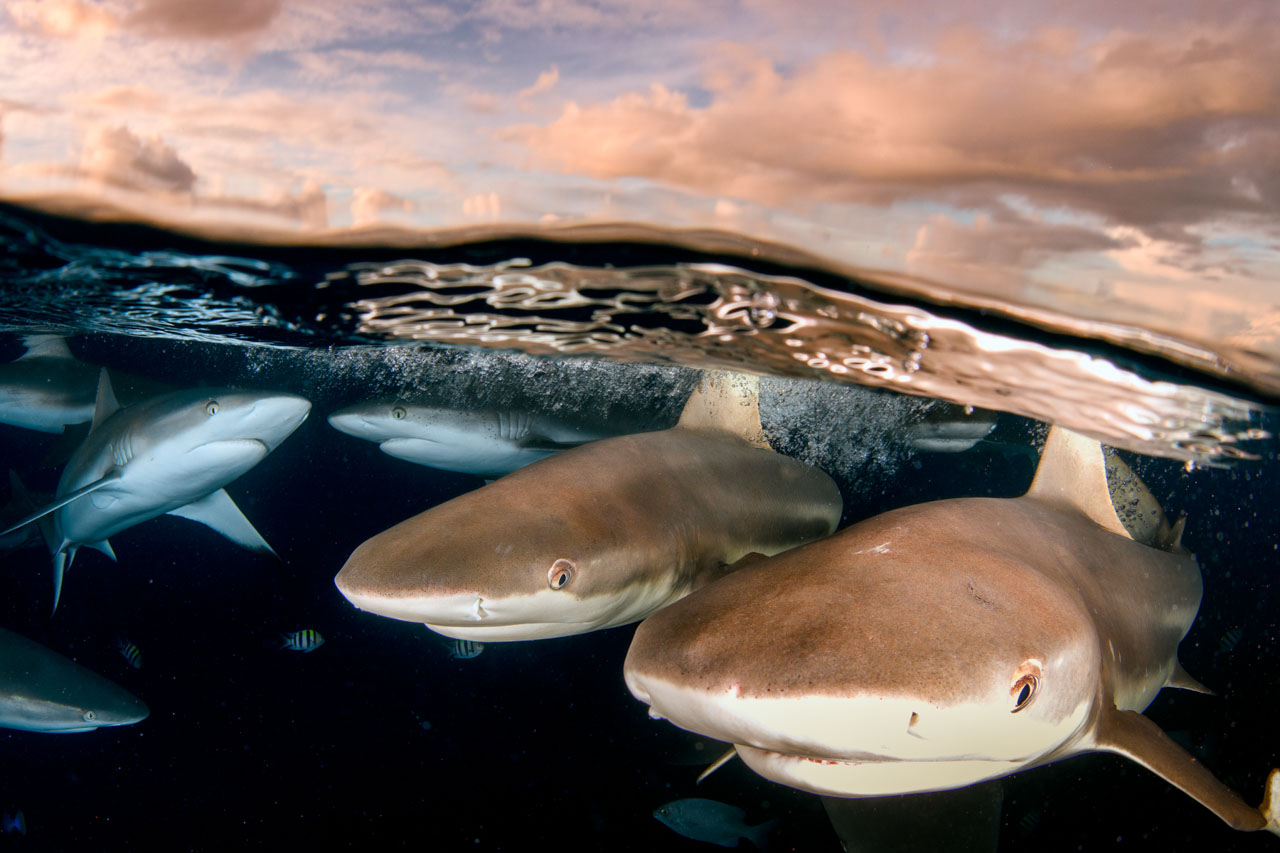 Sharks Over-under. Photo: Ken Sutherland